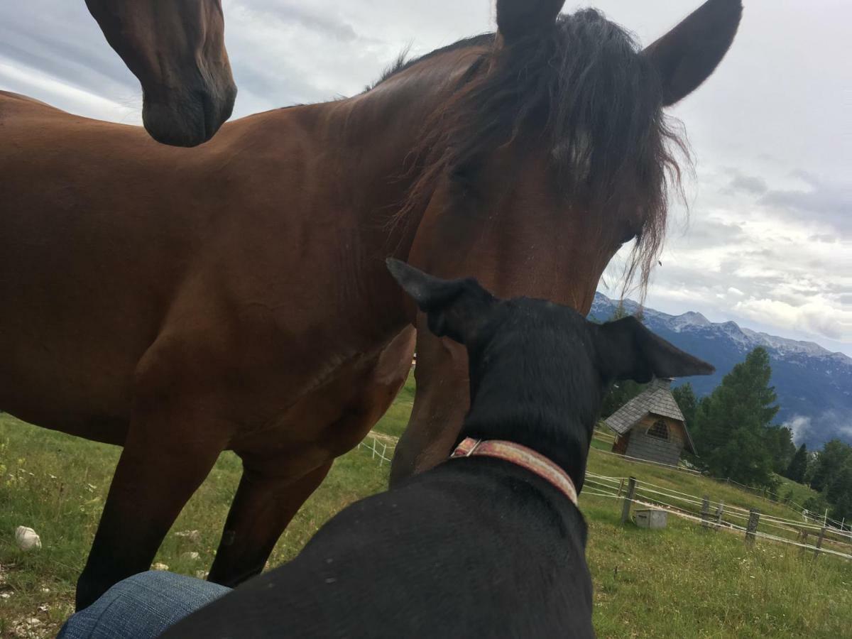 Ucni Ranc, Bohinj Lägenhet Exteriör bild